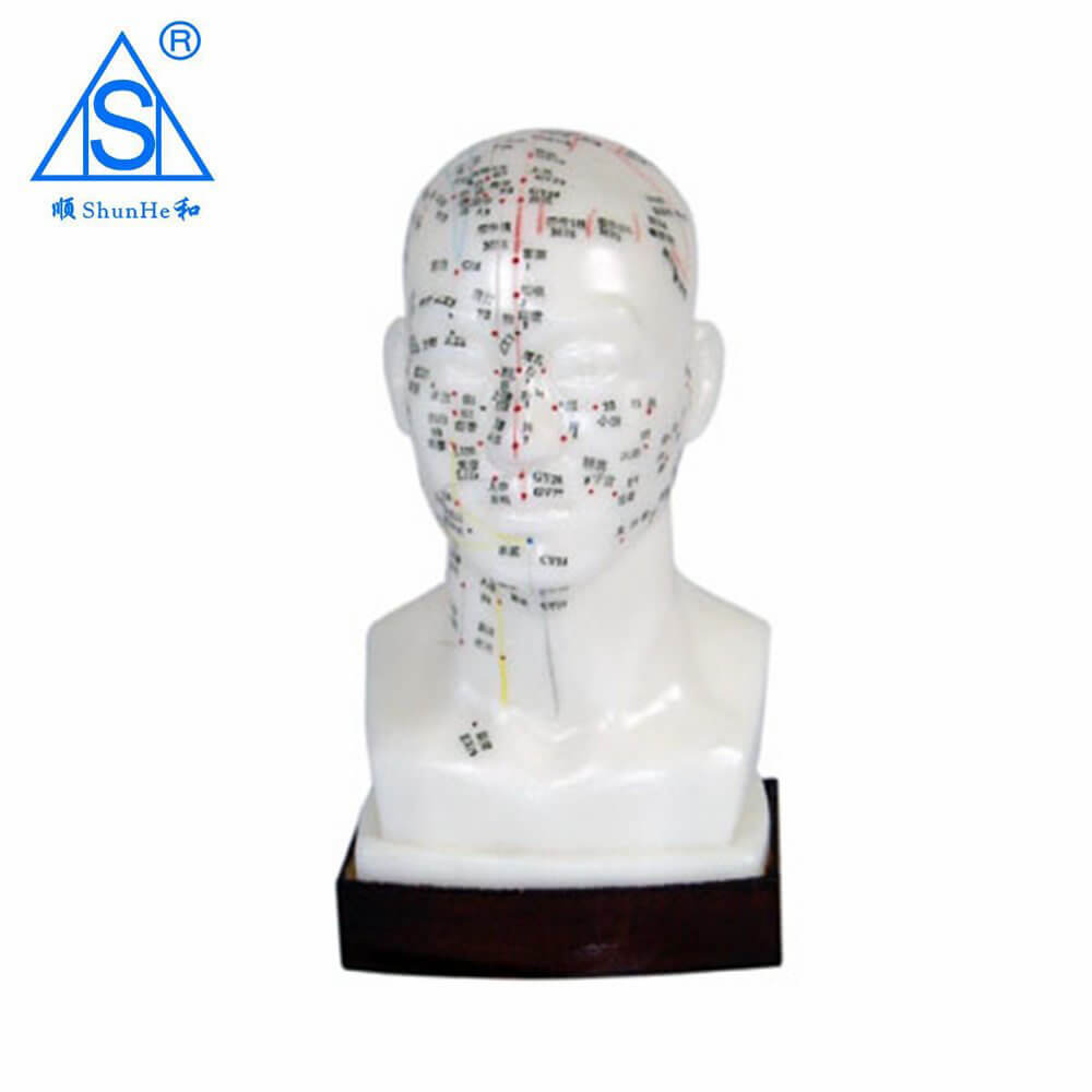 Acupuncture head model 20CM pvc material chinese model