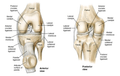 Can Acupuncture Repair Knee Arthritis Cartilage Damage?